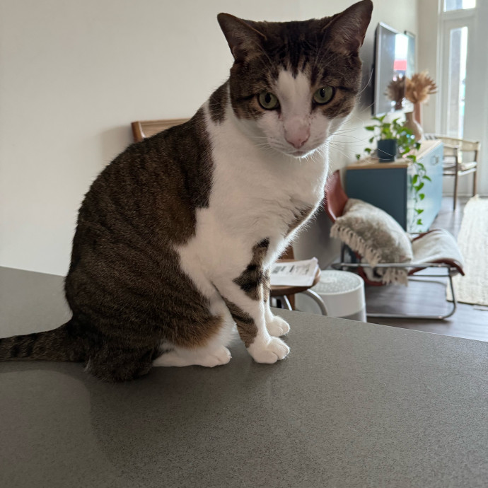 Wfh Experienced Cat Sitter
