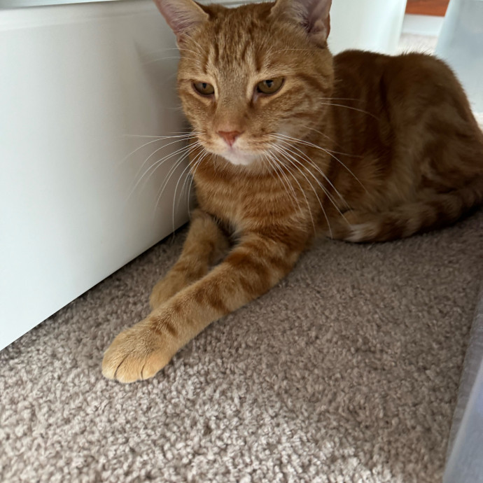 Wfh Experienced Cat Sitter photo 3