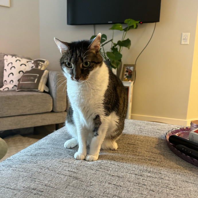 Wfh Experienced Cat Sitter photo 2
