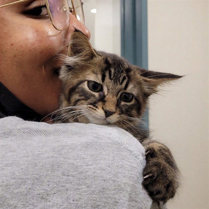 Paws In Westchester