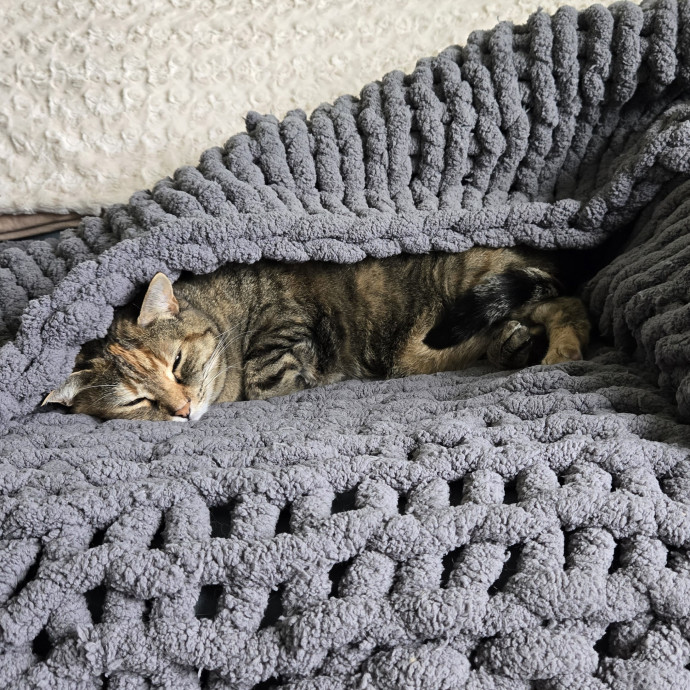 Meow And Go Care