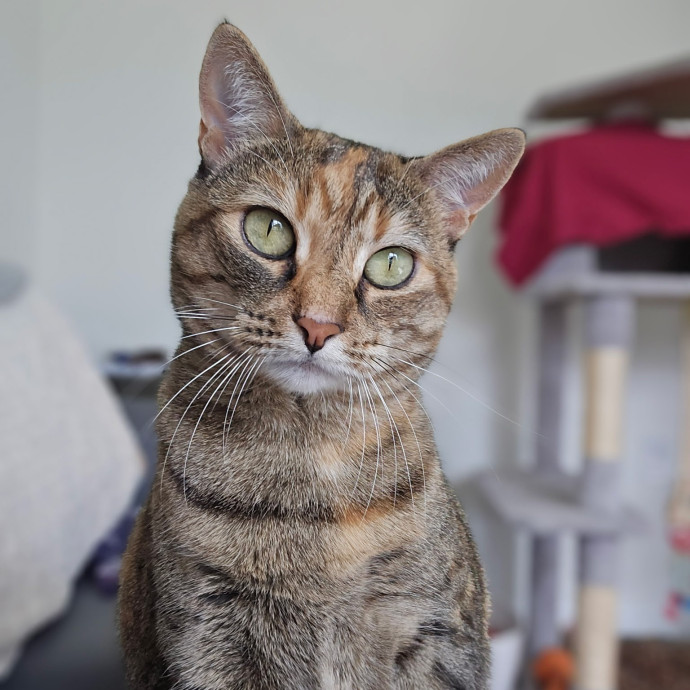Meow And Go Care photo 3