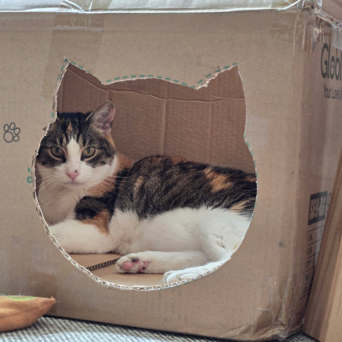 Meow And Go Care photo 2