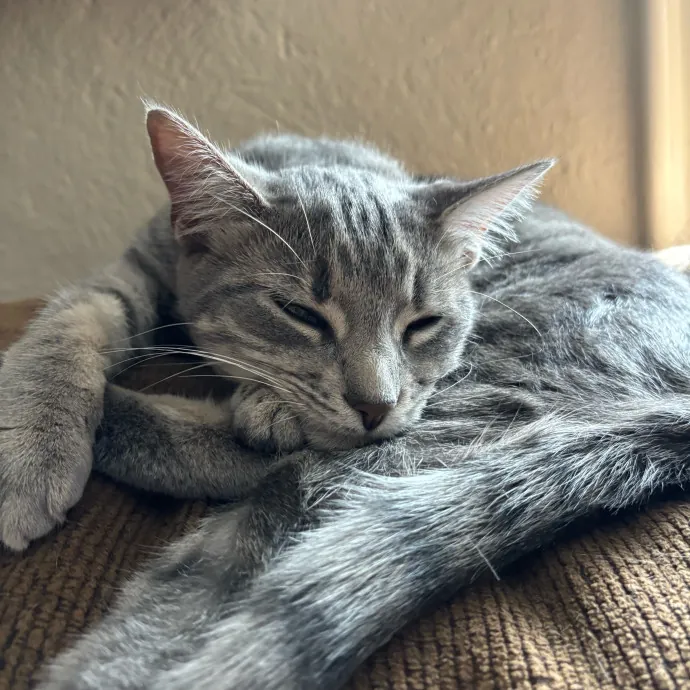 Happy Cats Mean A Happier Life