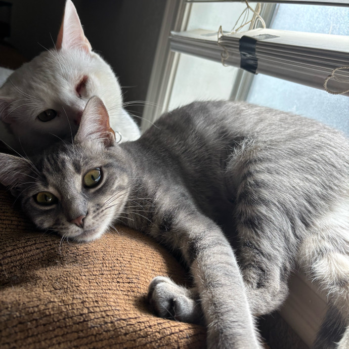 Happy Cats Mean A Happier Life