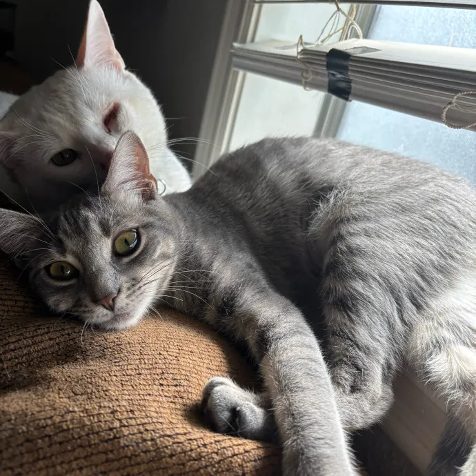 Happy Cats Mean A Happier Life