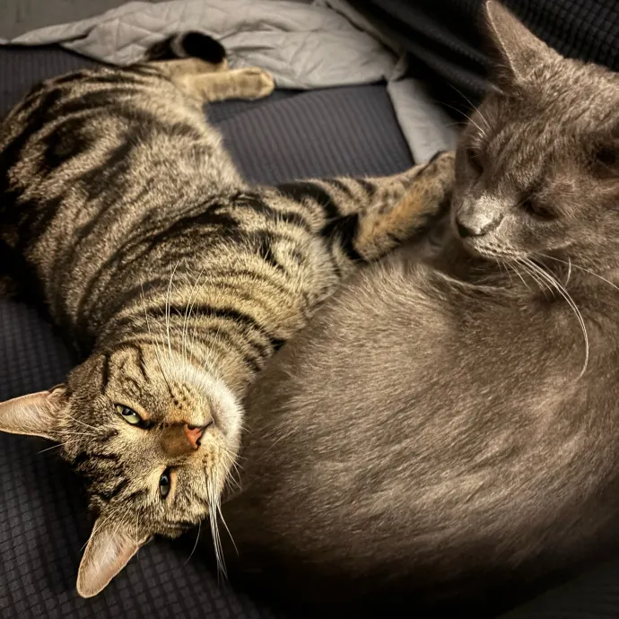 Happy Cats Mean A Happier Life