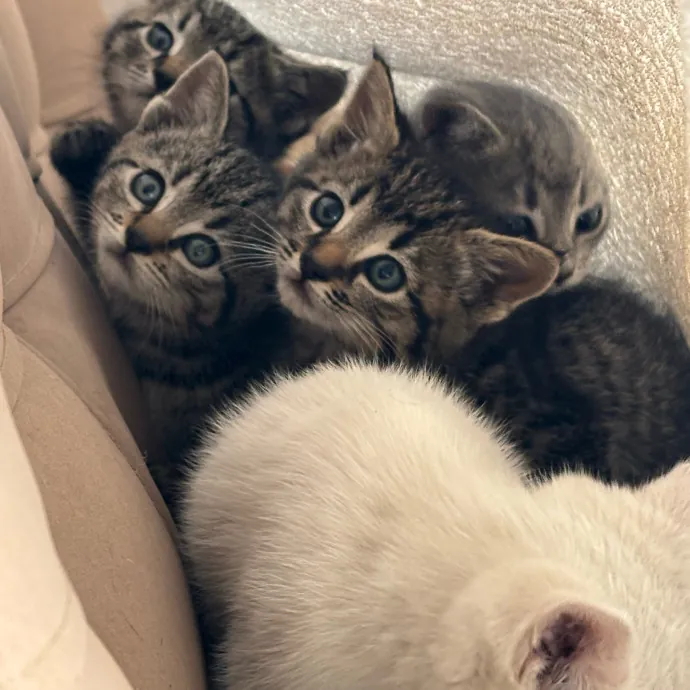 Happy Cats Mean A Happier Life