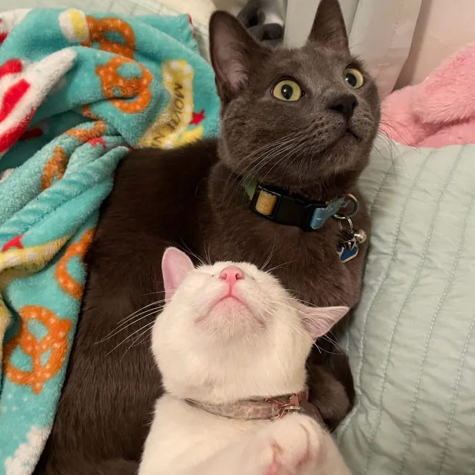 Happy Cats Mean A Happier Life