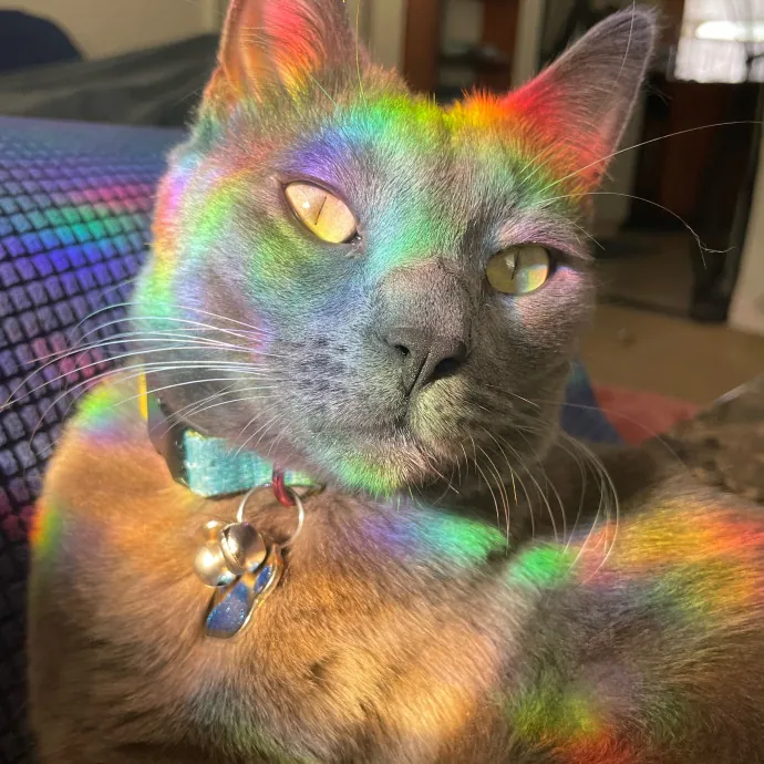 Happy Cats Mean A Happier Life