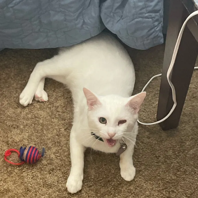 Happy Cats Mean A Happier Life