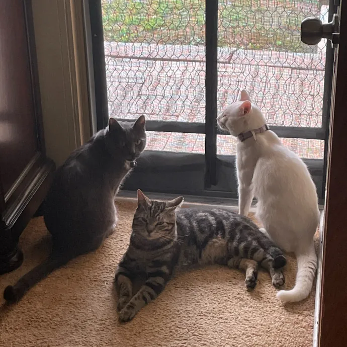 Happy Cats Mean A Happier Life