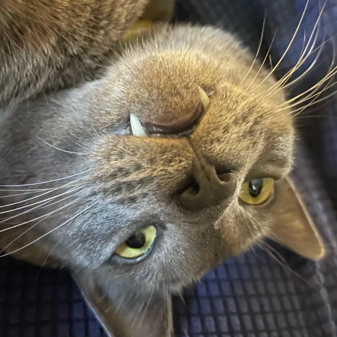 Happy Cats Mean A Happier Life