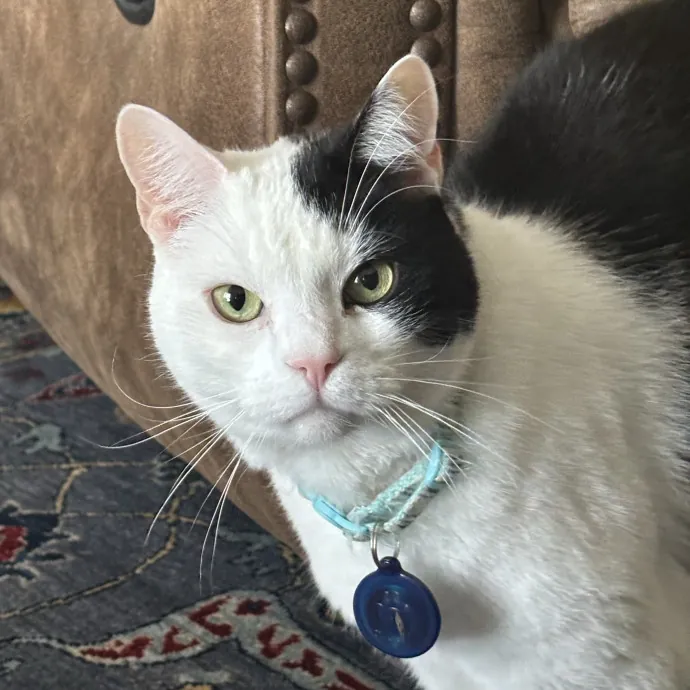 Happy Cats Mean A Happier Life