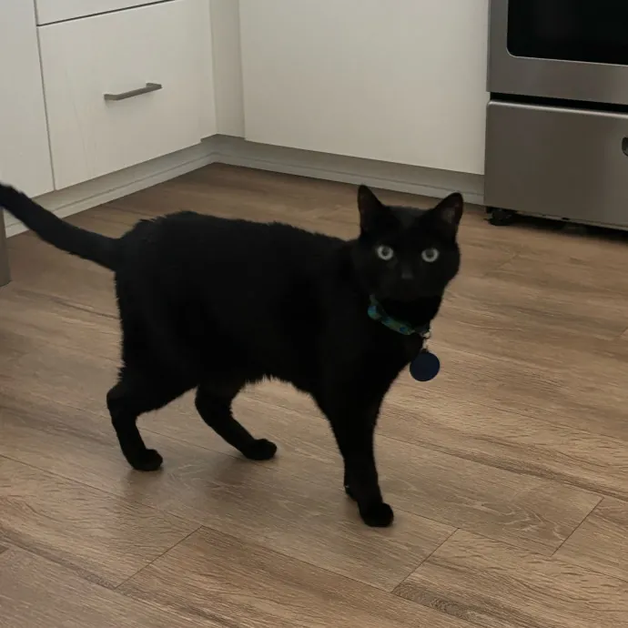 Happy Cats Mean A Happier Life