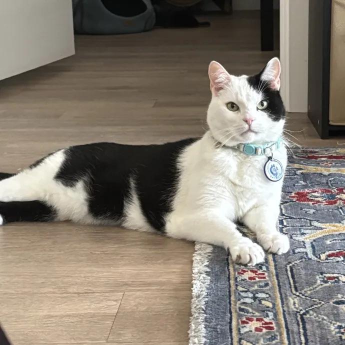 Happy Cats Mean A Happier Life