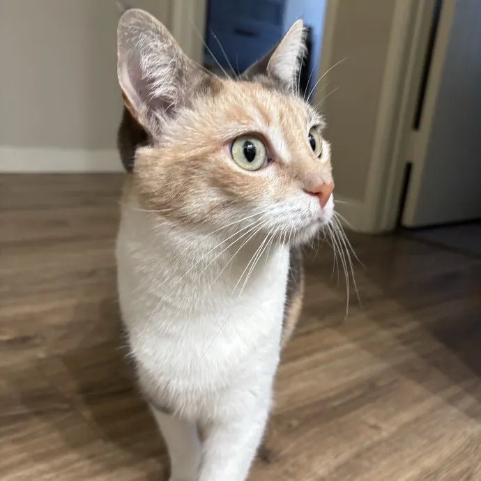 Happy Cats Mean A Happier Life