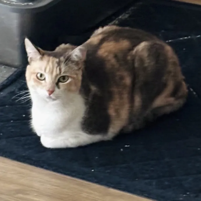 Happy Cats Mean A Happier Life