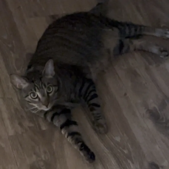 Happy Cats Mean A Happier Life