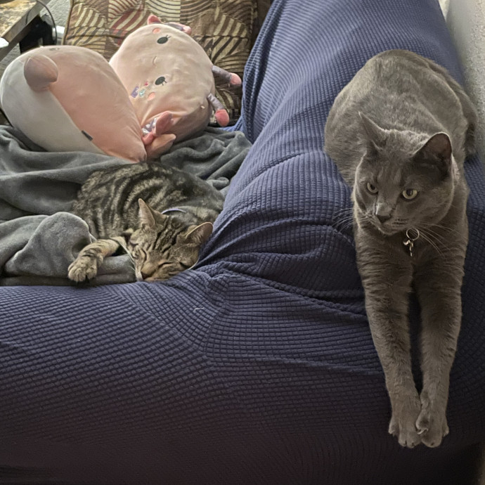 Happy Cats Mean A Happier Life