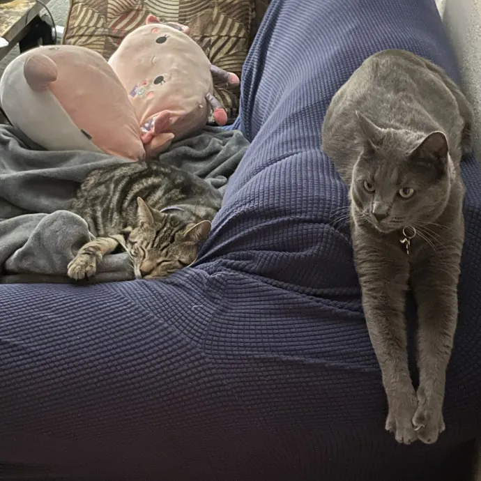 Happy Cats Mean A Happier Life