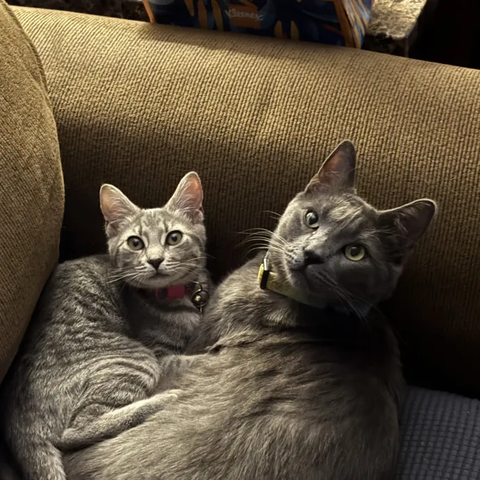Happy Cats Mean A Happier Life