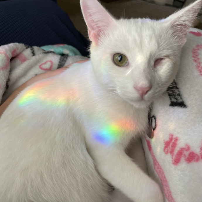 Happy Cats Mean A Happier Life
