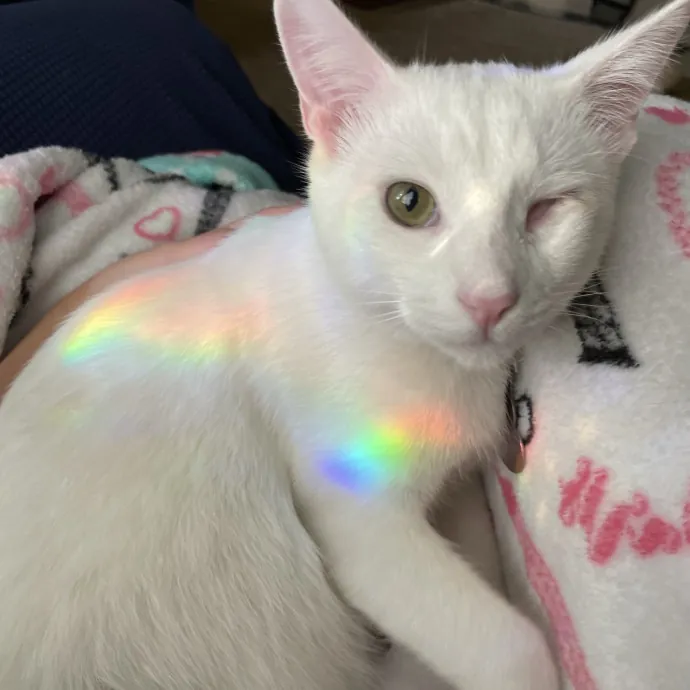 Happy Cats Mean A Happier Life