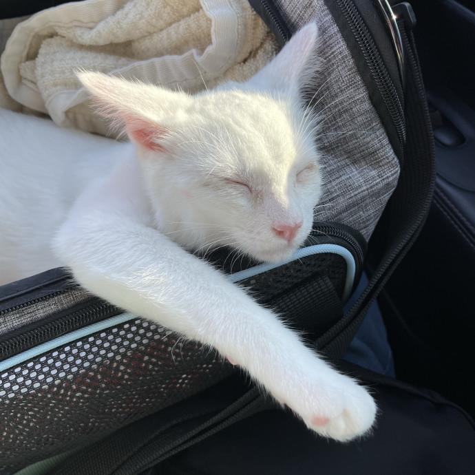 Happy Cats Mean A Happier Life