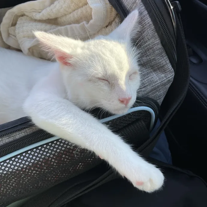 Happy Cats Mean A Happier Life