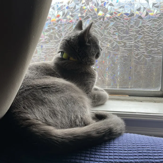 Happy Cats Mean A Happier Life