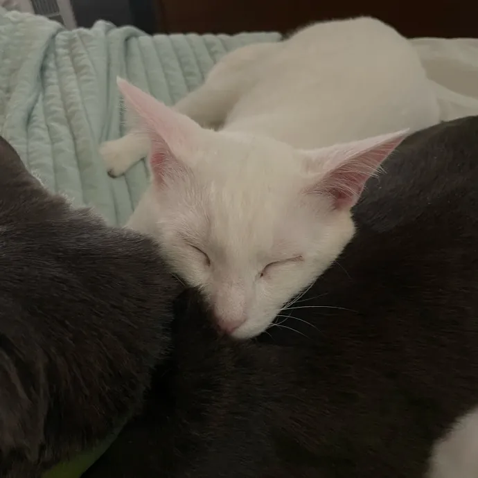 Happy Cats Mean A Happier Life