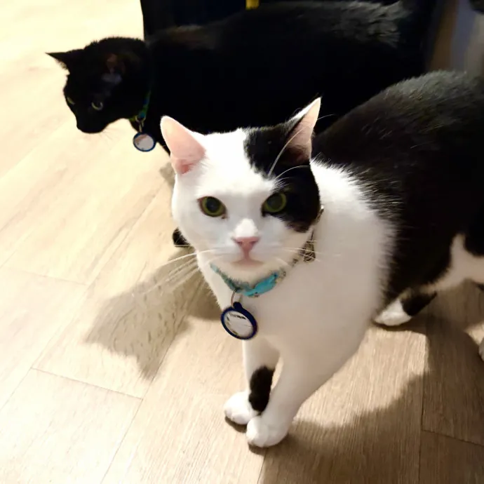 Happy Cats Mean A Happier Life