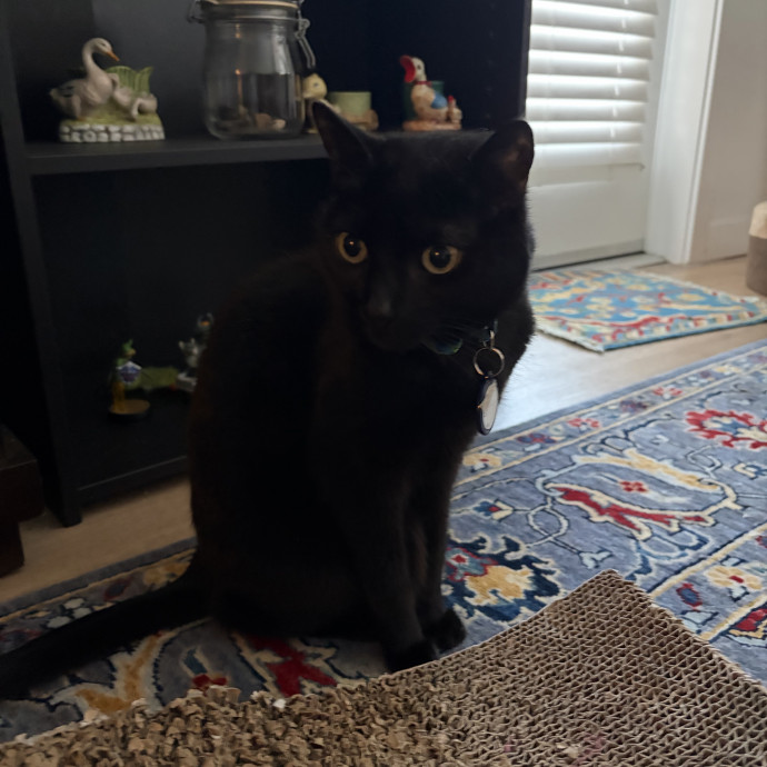 Happy Cats Mean A Happier Life
