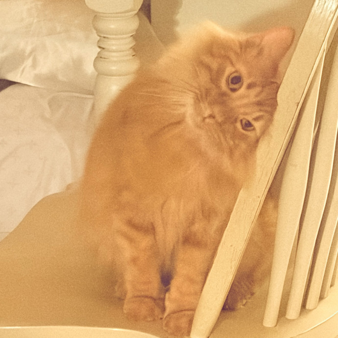 Happy Cats Mean A Happier Life