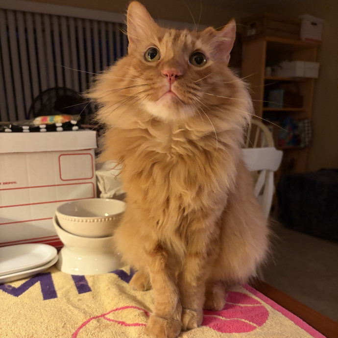 Happy Cats Mean A Happier Life photo 3
