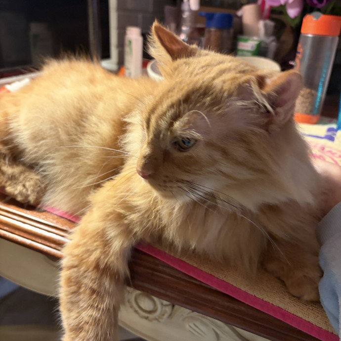 Happy Cats Mean A Happier Life photo 2