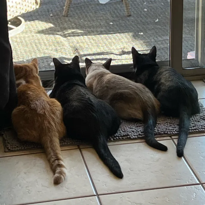 Your Best Friend's Best Friend