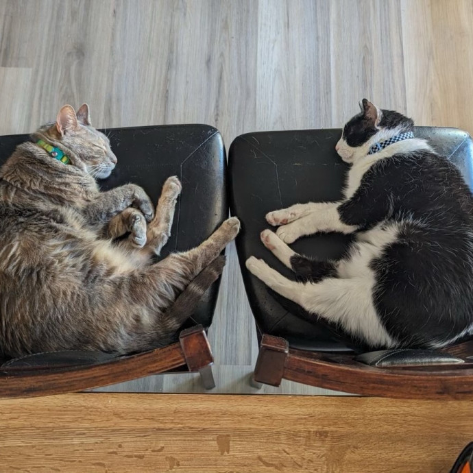 Your Best Friend's Best Friend