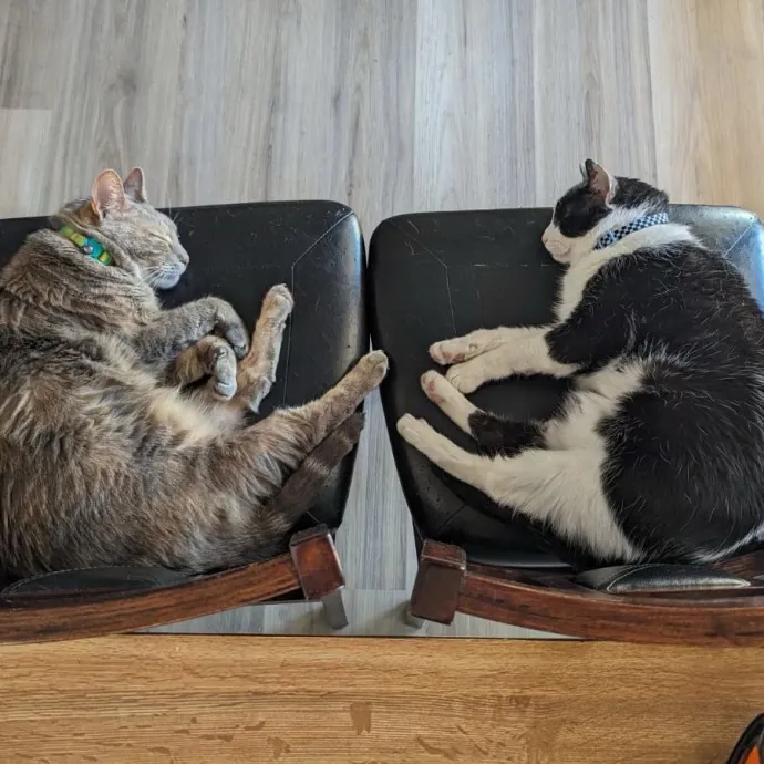 Your Best Friend's Best Friend