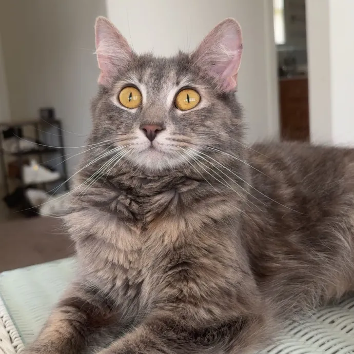 Tiffany's Trusted Cat Care
