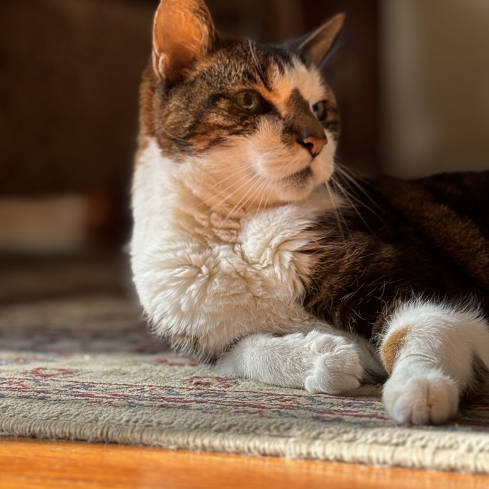 Purr-Sonble Cat Care photo 3