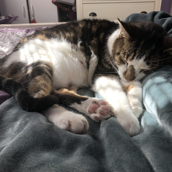 Purr-Sonble Cat Care photo 2