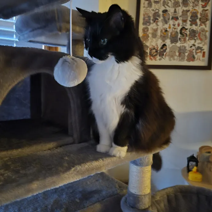 Treating Your Cat Like Family