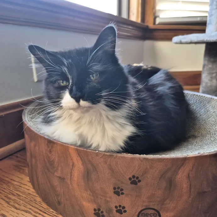 Treating Your Cat Like Family