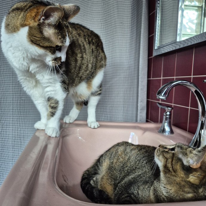 Treating Your Cat Like Family