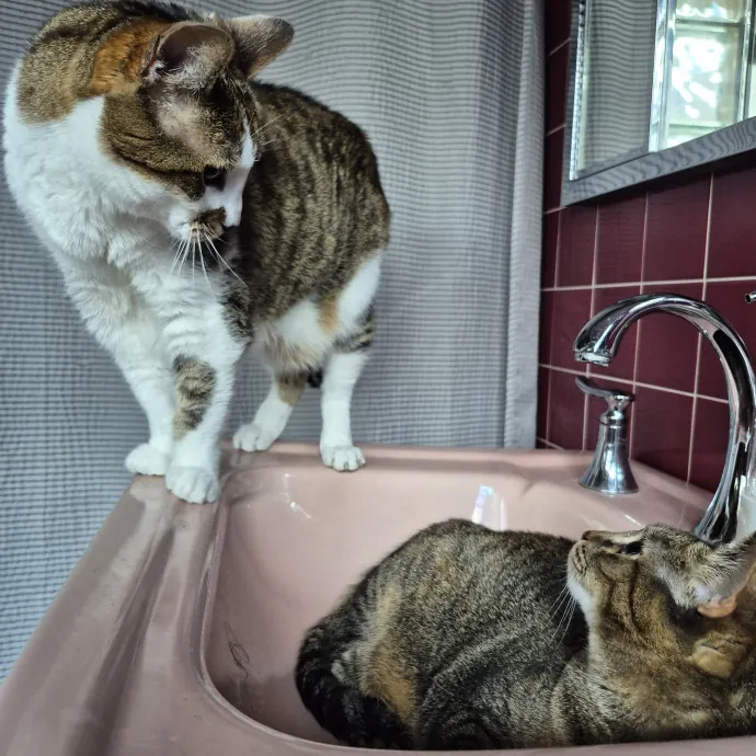 Treating Your Cat Like Family