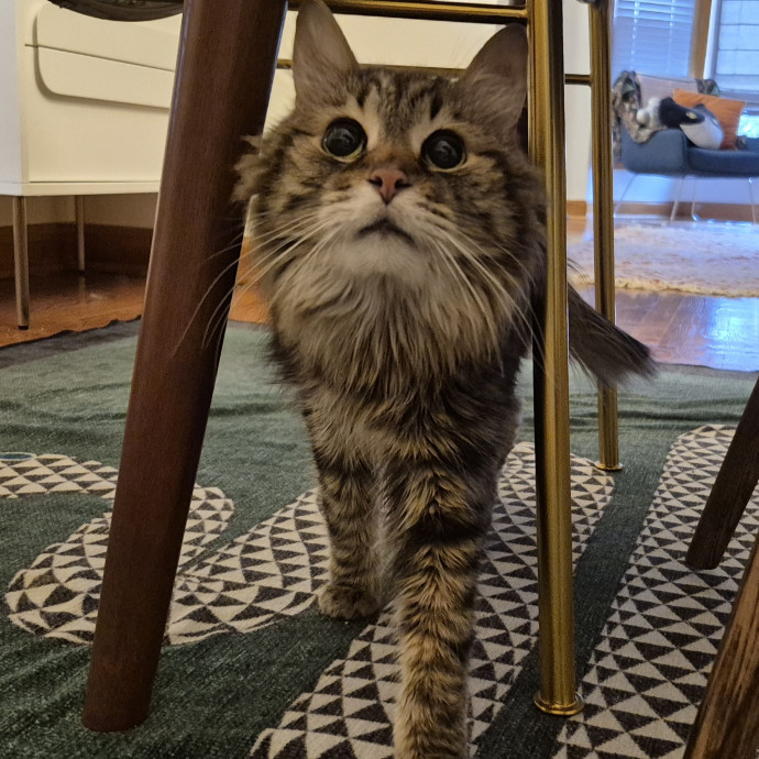 Treating Your Cat Like Family