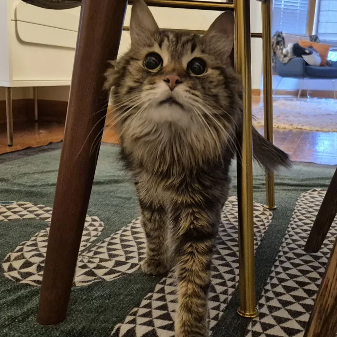 Treating Your Cat Like Family