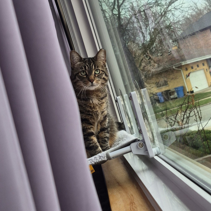 Treating Your Cat Like Family